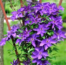 Maybe you would like to learn more about one of these? Clematis The President Beechmount Garden Centre