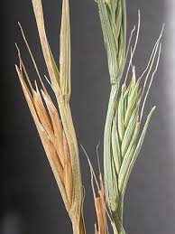 Image result for Lolium