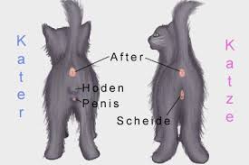 Meiner hat ein paar ganz kleine stoppeln. Entwicklung Von Kitten Geschlechtsbestimmung