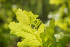 Image result for Operophtera brumata