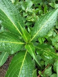 Image result for Elephantopus scaber