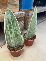 Image result for Sansevieria metallica