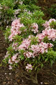 Hotel planner specializes in white haven. Elf Dwarf Mountain Laurel Shade Plants Dwarf Shrubs Mountain Laurel
