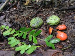 Image result for Copaifera baumiana