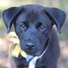 These dogs were brought to england. Denver Co Labrador Retriever Meet Stewart A Pet For Adoption