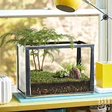 Fill A Small Space With This Forest Terrarium Terrarium Plants Beautiful Terrariums Garden Terrarium