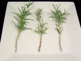 Image result for rosemary cuttings