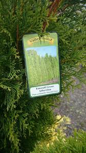 how do i make emerald green arborvitae grow as fast as