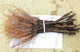 Image result for grapevine cuttings