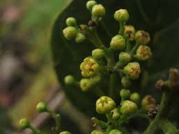 Image result for Beilschmiedia michelsonii