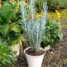 Image result for Senecio propior