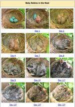 Photo Gallery Overview Baby Robins In The Nest Baby Robin Birds For Kids Robin