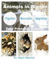 Free Homeschool Curriculum Archives Money Saving Mom Animals That Hibernate Winter Animals Animal Adaptations