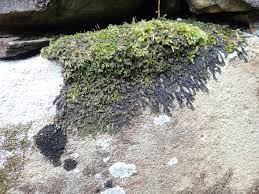 Image result for Barleria mackenii