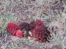 Image result for Sarcophyte