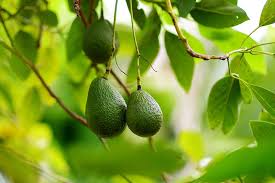 Department of agriculture plant hardiness zones 9 through 11. Avocado Trees Buying Growing Guide Trees Com
