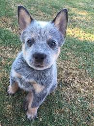 Border heeler puppies are less prone to display extreme variance in character and personality within a given litter. Blue Heeler Puppy Aww