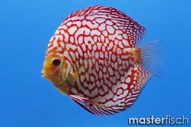 Symphysodon, colloquially known as discus, is a genus of cichlids native to the amazon river basin in south america. Stendker Diskus Checkerboard Stendker Diskus Aquaristik Shop