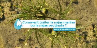 Image result for Najadaceae