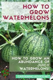 Growing Watermelons Learn The Tricks And How To S How To Grow Watermelon Organic Gardening Tips Raised Vegetable Gardens