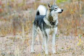 Image result for západosibiřská lajka