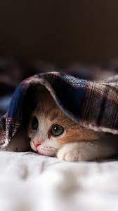 Support us by sharing the content, upvoting wallpapers on the page or sending your own background pictures. Cat Picture Panosundaki Pin