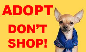 Maybe you would like to learn more about one of these? Adoptable Dogs Recycled Love Dog Rescue Saving The Lives Of Dogs In Southern California Including Los Angeles Orange County Inland Empire Riverside And San Diego