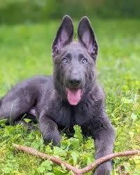 Blue German Shepherd Facts Genetics Health Pictures Faqs
