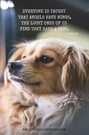 Dog Quote Everyone Is Taught That Angels Have Wings The Lucky Ones Of Us Find They Have 4 Paws Dogs Dogs Aesthetic Dogs And Pu In 2020 Dog Quotes Dog Angel Dogs