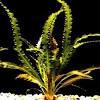Aponogeton crispus will also survive moderate snail attacks,can tolerate a. 1
