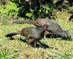 Imagem de Jacu bird eating coffee berries