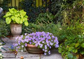 Image result for Nierembergia hippomanica