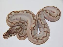 Bamboo Spider Ball Python Morphs Pet Snake Ball Python