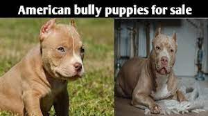 Our puppies are healthy and we guarantee it. American Bully Puppies For Sale 12000 Delhi And India 9711696640 Youtube