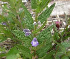 Image result for Scutellaria schweinfurthii