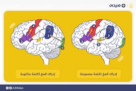 كيف يتعامل الدماغ مع اللغة