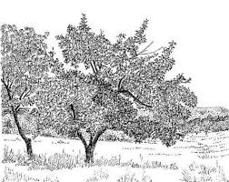 Image result for Vitex payos