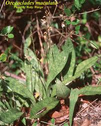 Image result for Oeceoclades