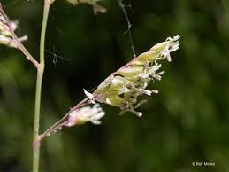 Image result for Phalaris arundinacea