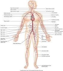 Major Veins And Arteries In Body Human Anatomy Chart