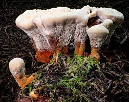 Image result for Homalium dentatum