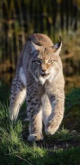 About Wild Animals Photo Of A Bobcat Small Wild Cats Animals Animals Wild