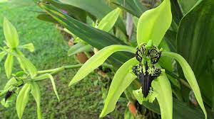 Check spelling or type a new query. Anggrek Hitam Yang Tak Sepenuhnya Hitam Greeners Co