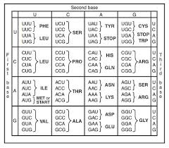 (mrna) stock quote, history, news and other vital information to help you with your stock trading and investing. Solved Why Could There Be More Than One Possible Mrna Sequence For The Same Polypeptide Course Hero