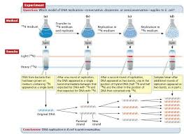 Dna Replication Meselson And Stahl Dna Replication Molecular Biology Cell Structure