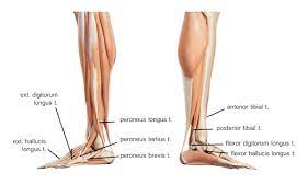 Originating below and beneath the gastrocnemius is the soleus muscle, which extends your foot when your knee is bent. Leg Knee Anatomy