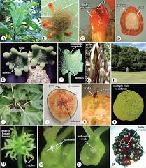 Image result for Deinbollia sp. A