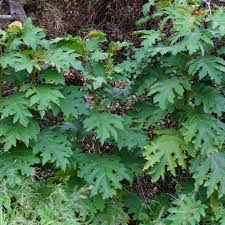 Image result for Solanum chrysotrichum