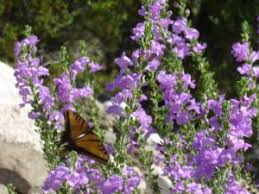 Cats, sadly don't have enough live enzymes required to break the chemicals found in this essential oil, therefore, never expose your cat to this oil either. Texas Sage Apparently Not Toxic To Cats And Dogs Drought Tolerant Toxic Plants For Cats Desert Landscaping Desert Plants