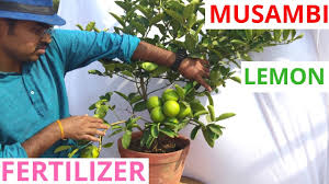 We did not find results for: Best Organic Fertilizer For Lemon Plant Youtube